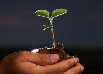 Biofungicida com tecnologia Embrapa atua no controle de doenças em grãos e fibras