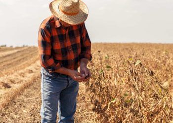 Eleições 2024: políticos, empresários e agricultores são maioria dos prefeitos eleitos