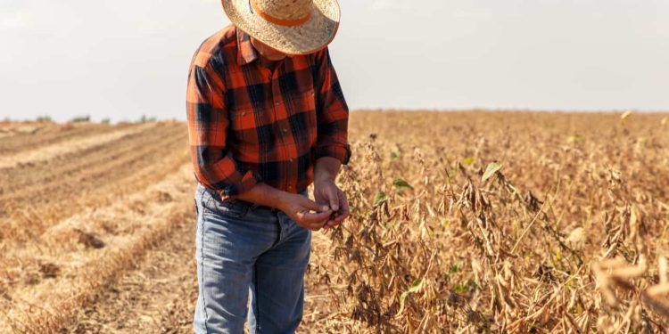 Eleições 2024: políticos, empresários e agricultores são maioria dos prefeitos eleitos