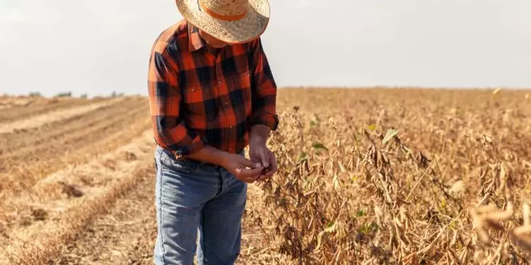 Eleições 2024: políticos, empresários e agricultores são maioria dos prefeitos eleitos