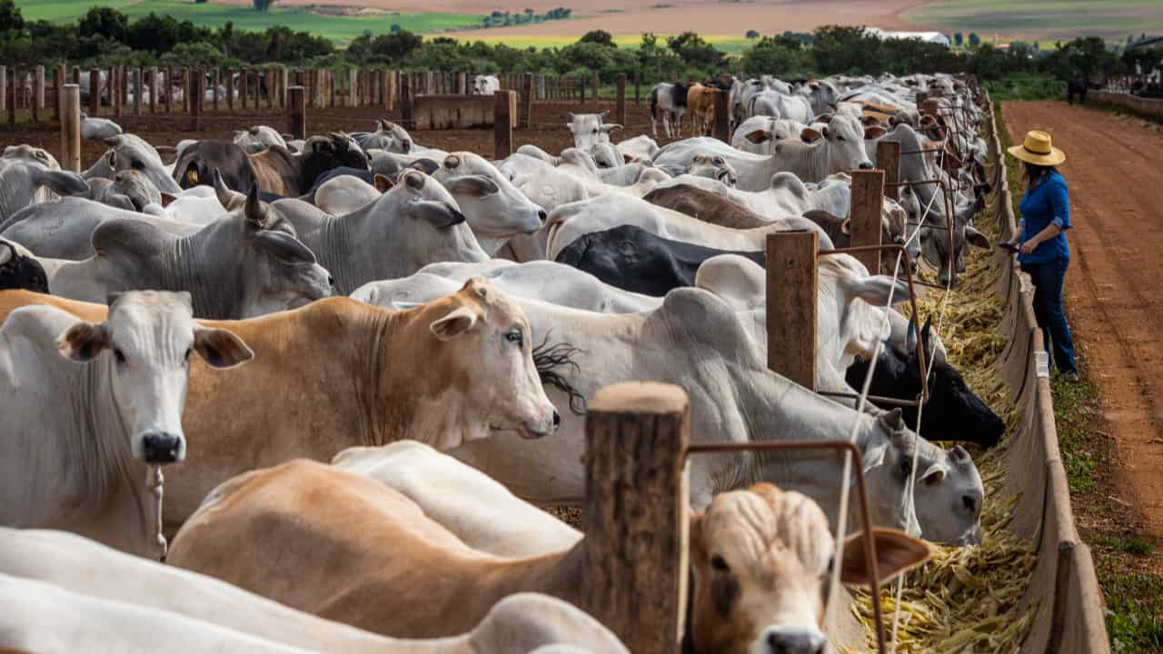 Ramo pecuário também registrou leve retração. 