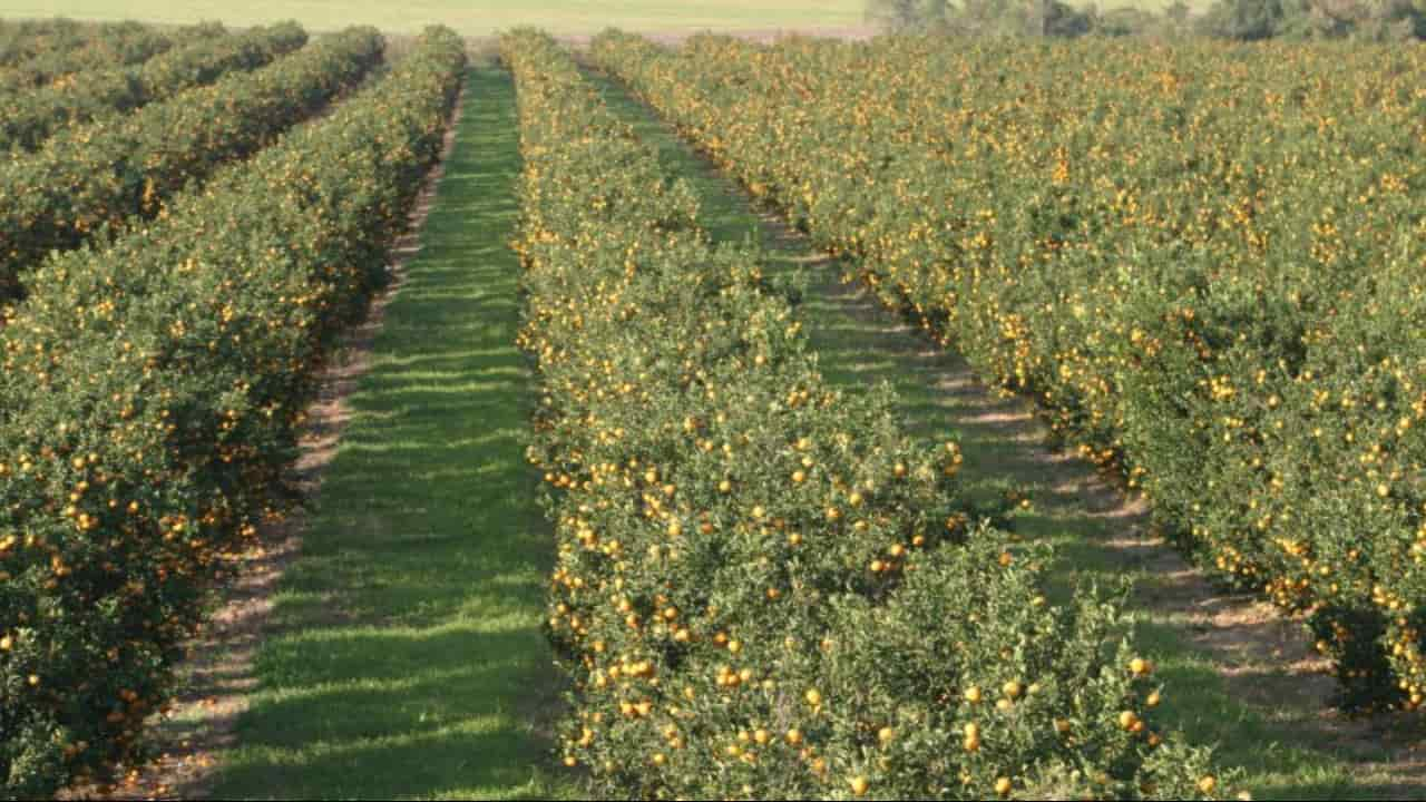 Safra de laranja pode ter sido impactada com ventos.