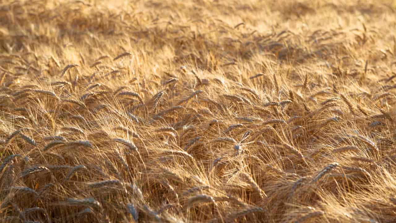 Safra de trigo teve previsão reduzida pelo clima. 