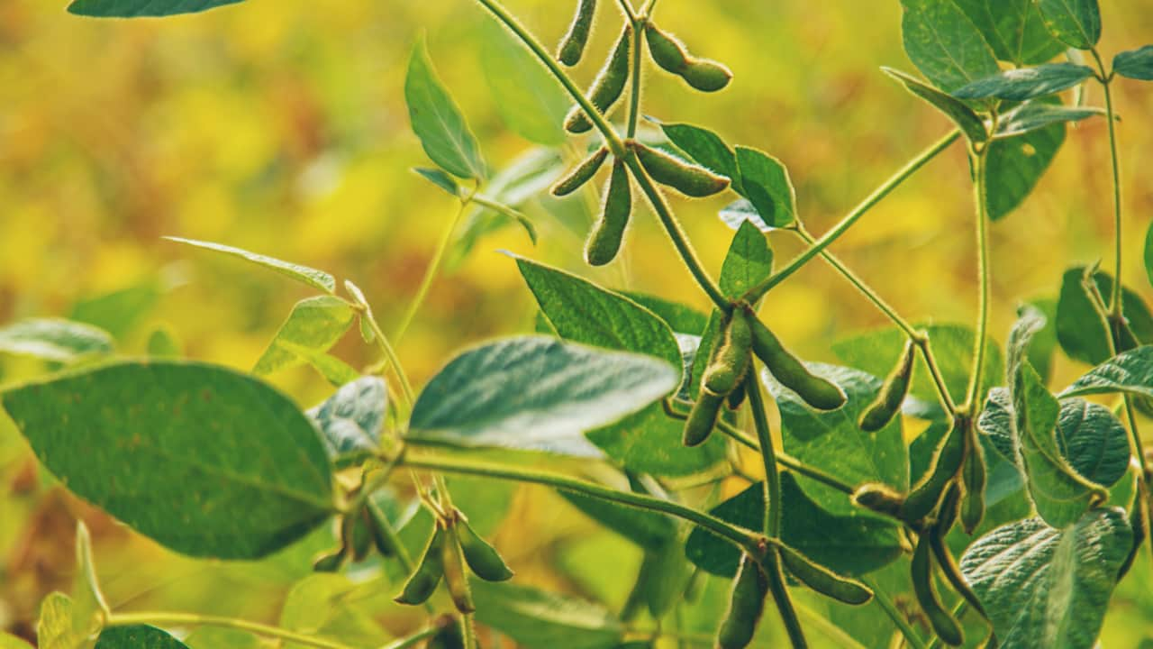 Solo fértil é o maior responsável pela garantia da produtividade das culturas agrícolas. 