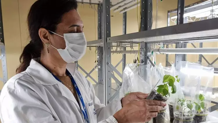 Analista de laboratorio da Embrapa Arroz e Feijao Gesimaria Ribeiro com a primeira geracao de plantas de feijao editadas geneticamente