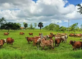 Brasil exporta tecnologia para melhoramento genético de bovinos leiteiros