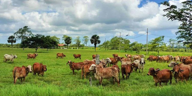 Brasil exporta tecnologia para melhoramento genético de bovinos leiteiros