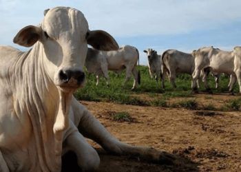 Caso suspeito da doença da vaca louca é investigado em Minas Gerais