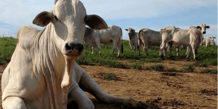 Caso suspeito da doença da vaca louca é investigado em Minas Gerais