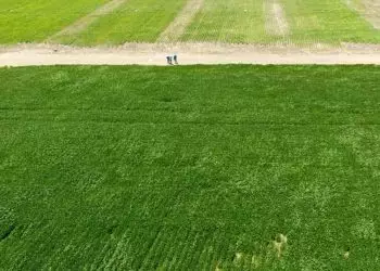 Doses de calcario no solo pode aumentar a produtividade da soja no Matopiba 2