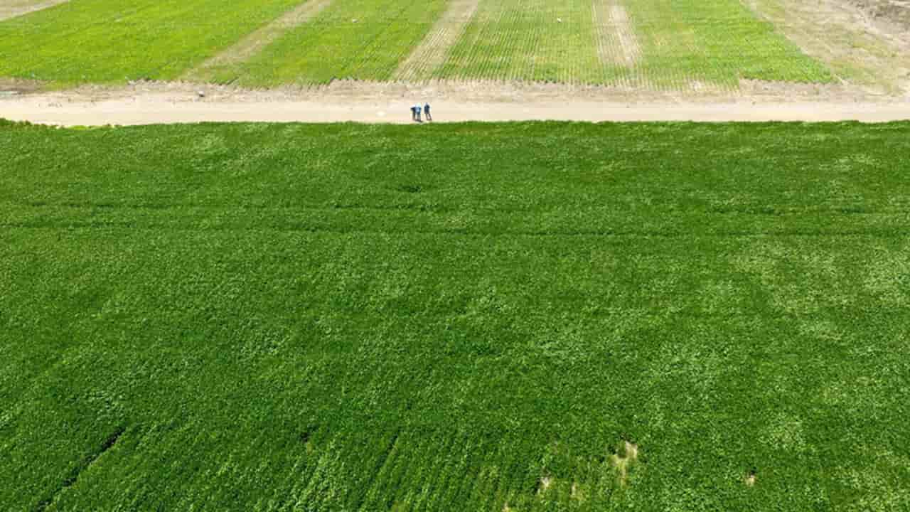 Doses de calcário no solo pode aumentar a produtividade da soja no Matopiba