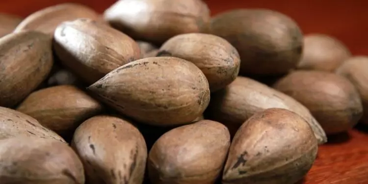 Embrapa firma parceria com Uruguai para troca de informações da noz-pecã 1 Embrapa firma parceria com Uruguai para troca de informações da noz-pecã