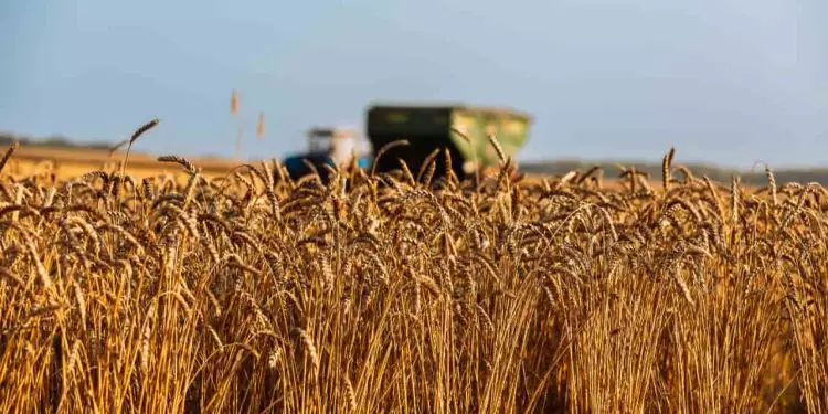 Goiás se torna líder na produção de trigo com 234 mil toneladas 1 Goiás se torna líder na produção de trigo com 234 mil toneladas