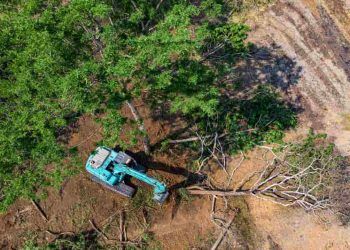 Mata Atlântica desmatamento cai 55% no primeiro semestre de 2024