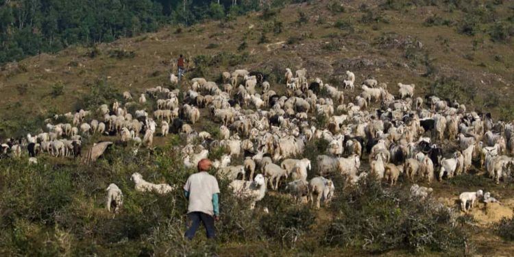 Monitoramento permite identificação de enfermidades em caprinos e ovinos; veja quais são