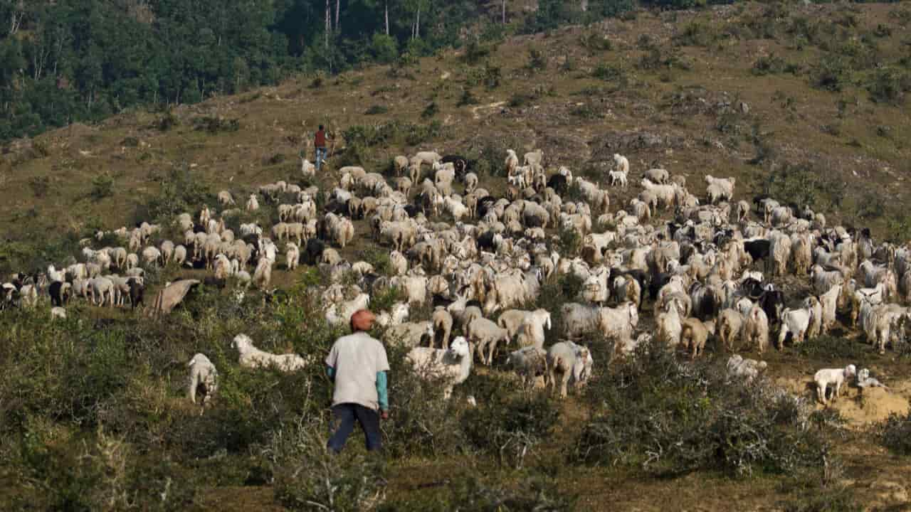 Monitoramento permite identificação de enfermidades em caprinos e ovinos; veja quais são