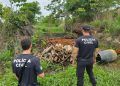 Polícia prende suspeitos de fabricação clandestina de carvão, em Goiás