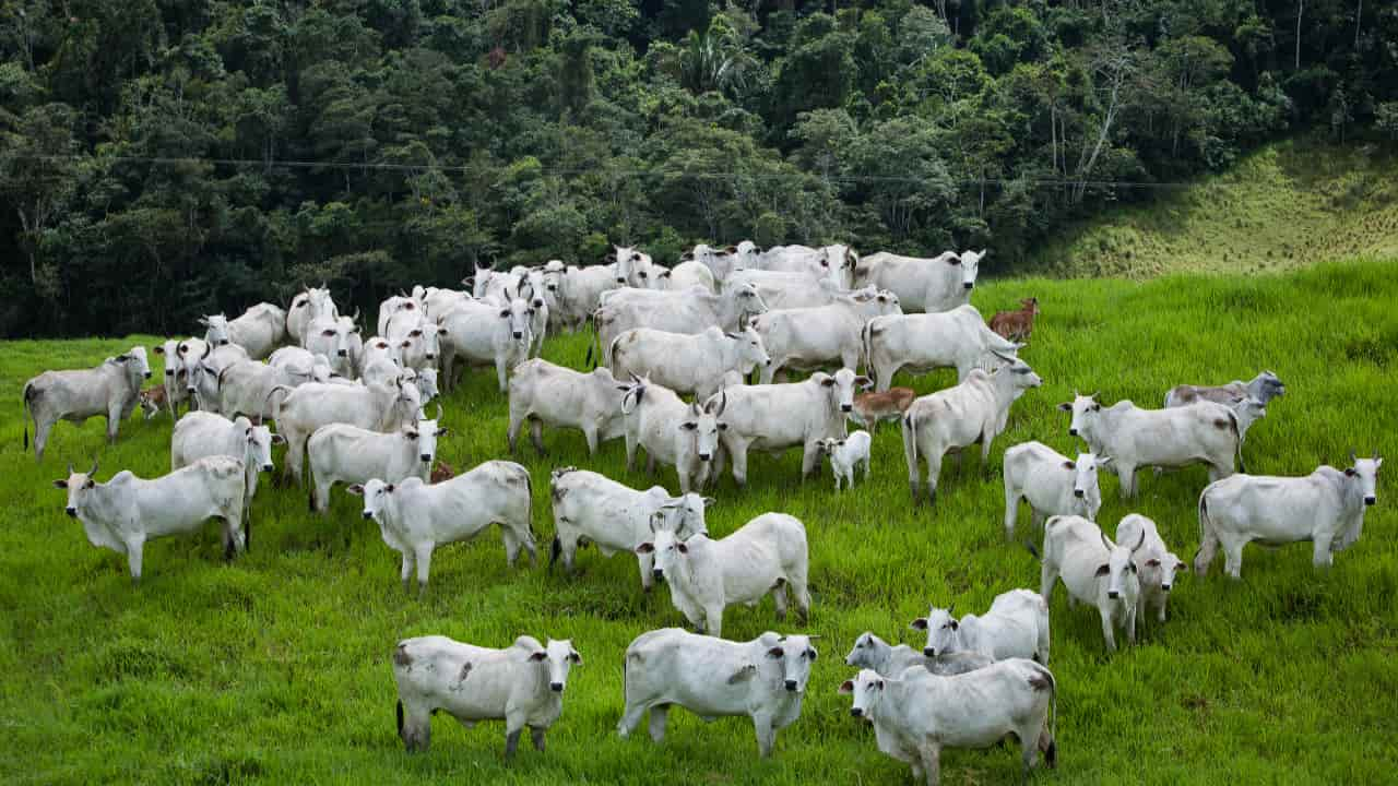 VBP da pecuária deve aumentar em 2024. 