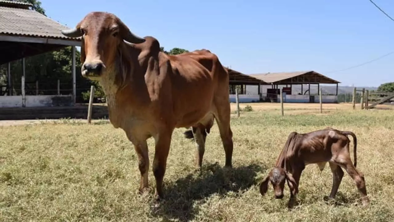 Vaca Acácia clonada pela Embrapa Cerrados e sua bezerra. 