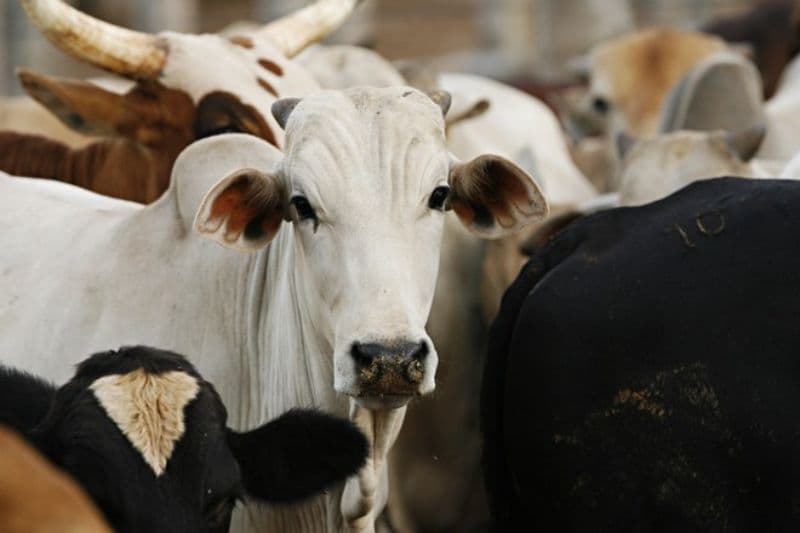 Caso suspeito da doença da "vaca louca" é investigado em Minas Gerais 3 Vaca louca