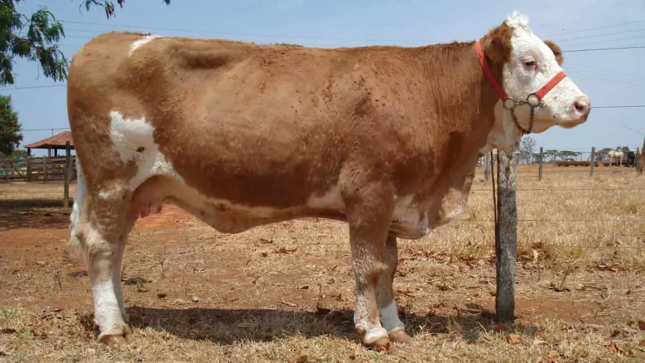 Vitória, da raça simental, foi o primeiro animal clonado no Brasil. 