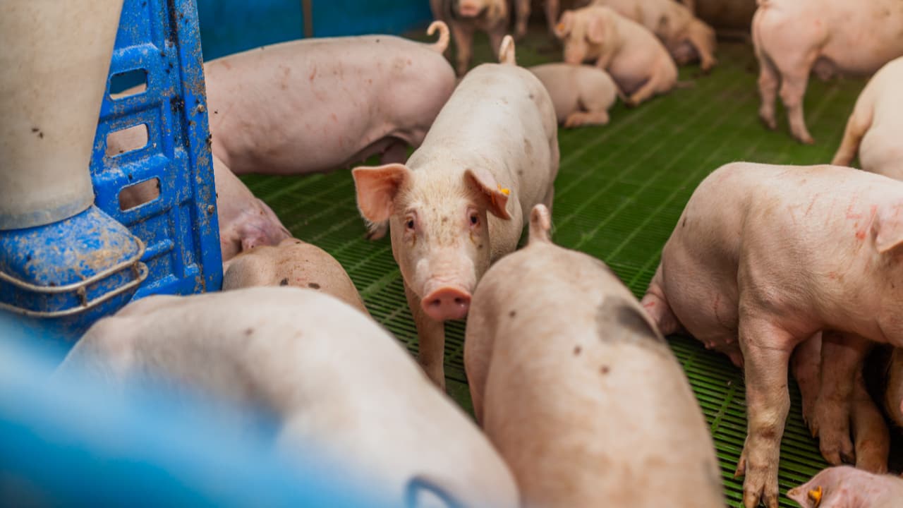 Abate de suínos também cresce no período. 