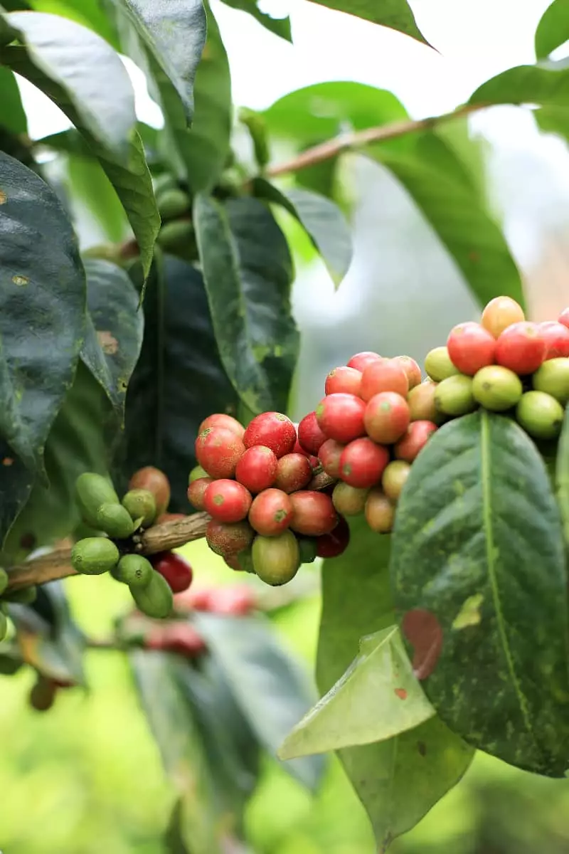 Veja como realizar o manejo integrado de pragas e doenças do café arábica 2 Café Árabica