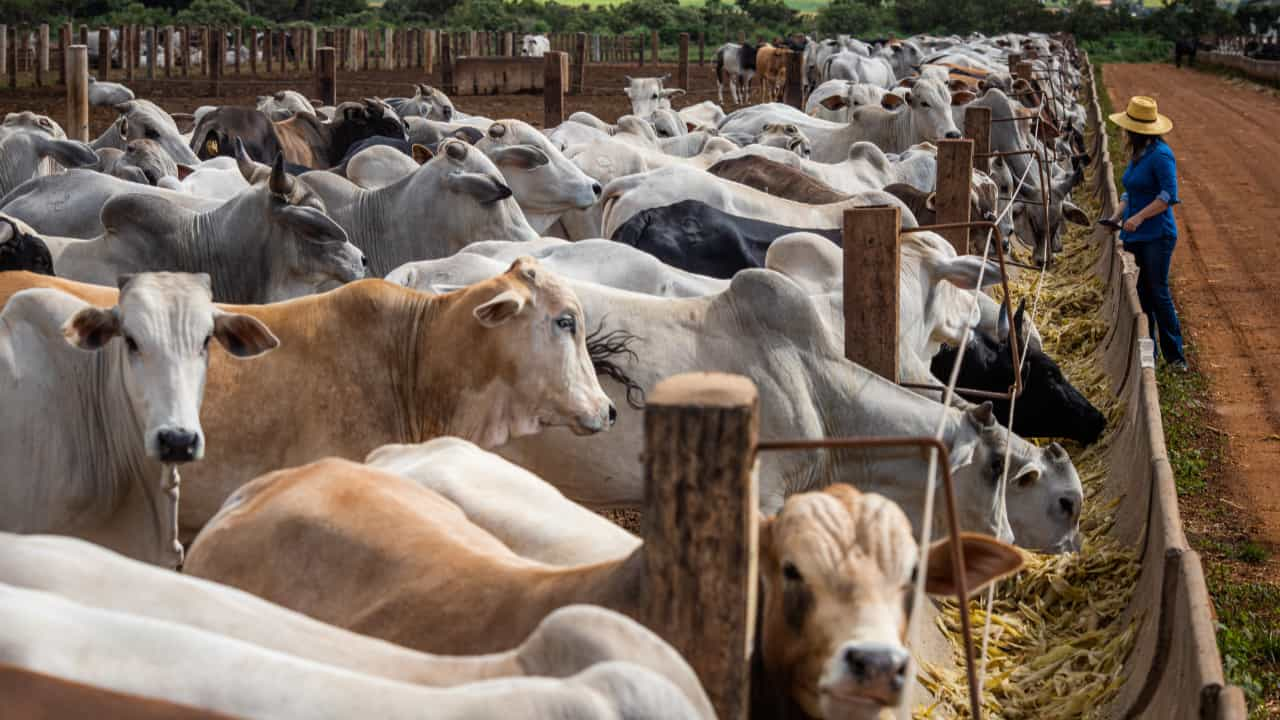 Rentabilidade de confinamento de bovinos é a maior desde 2020