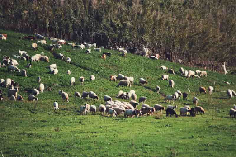 Caprinos e ovinos