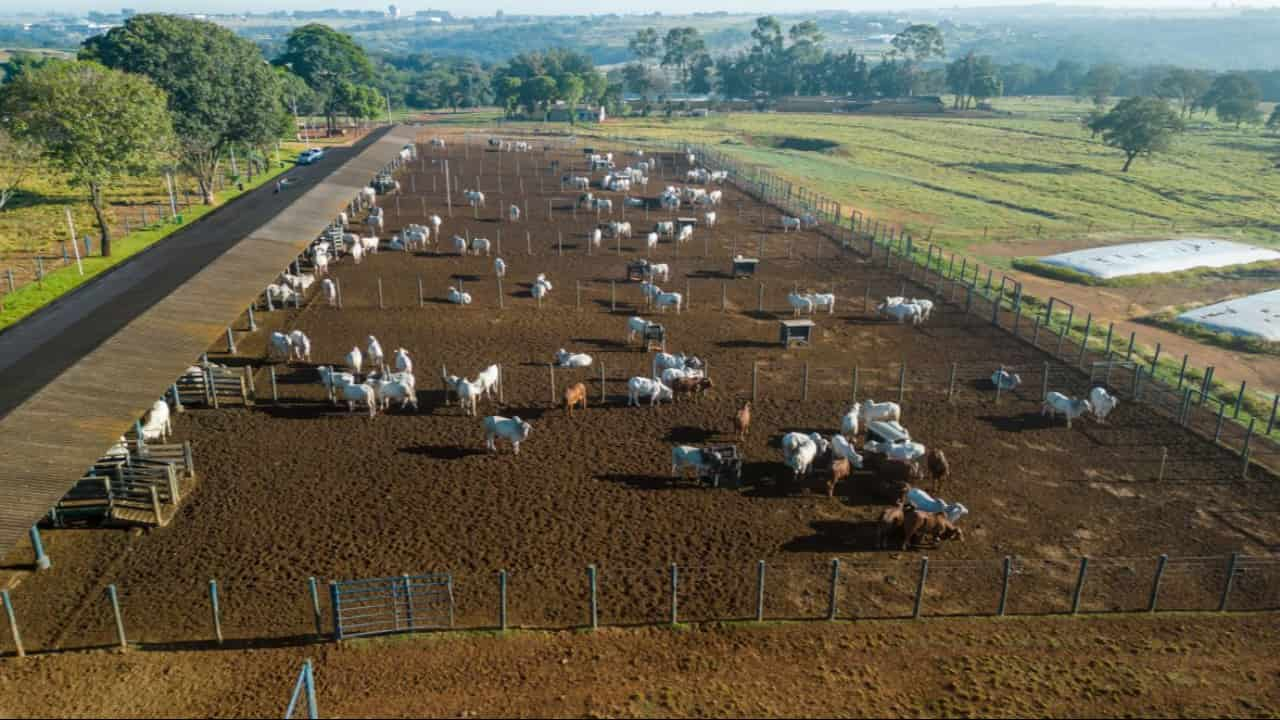 Cenário segue promissor para os próximos três meses com alta nos preços. 