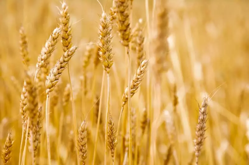 Goiás se torna líder na produção de trigo com 234 mil toneladas 3 Colheita de trigo