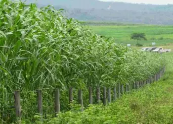 consorcio do Sistema Diamantino em Goias Sorgao Gigante Panicum