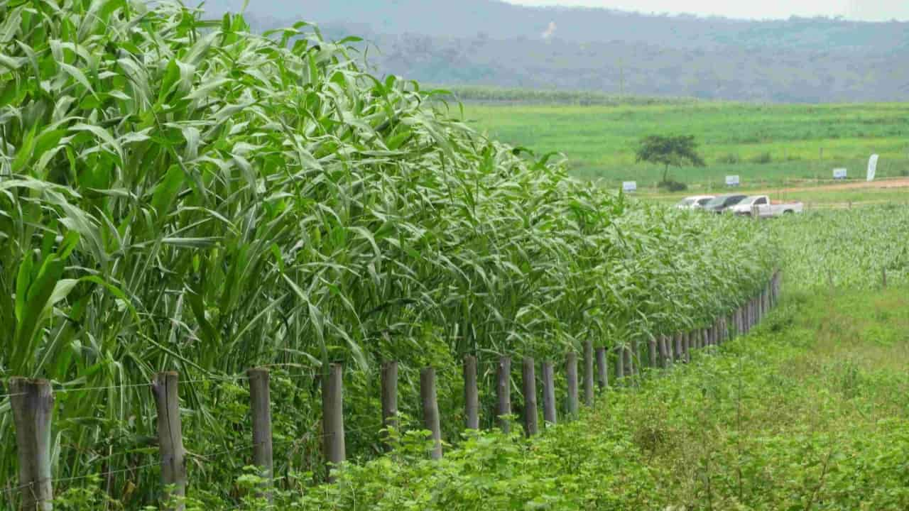 Sistema Diamantino renova pastagens e melhora produtividade em consórcio com sorgo