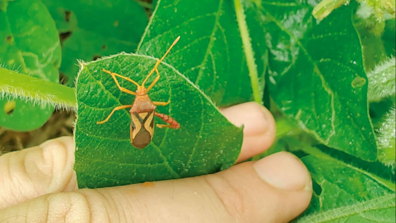 Curso ensina como fazer o MIP em soja, milho e sorgo. 