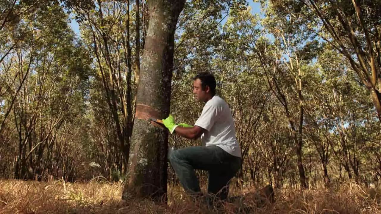Cursos são de Agricultura, Agronegócio, Agropecuária, Florestas, Fruticultura e Zootecnia. 
