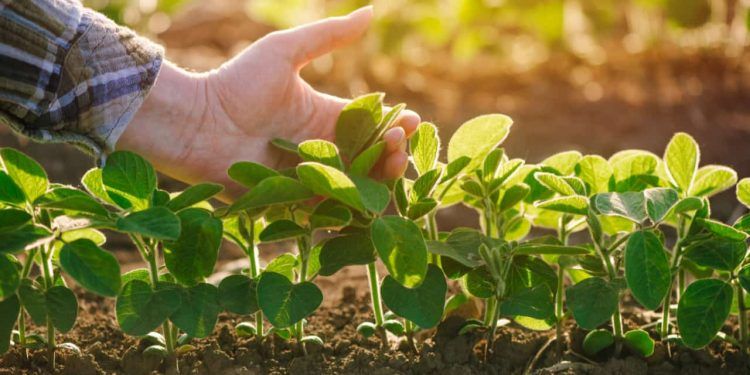 Produção de bioinsumos on farm será ilegal em 2025 caso nova lei não seja aprovada