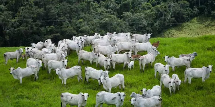 Arroba do boi gordo alcança média de R$ 340; alta é de 46% desde agosto 1 Arroba do boi gordo alcança média de R$ 340; alta é de 46% desde agosto