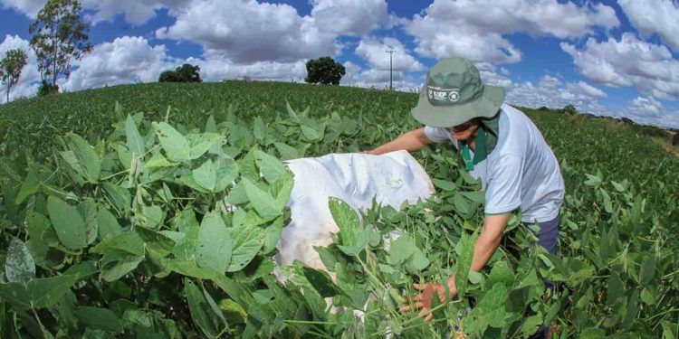 Manejo integrado de pragas pode reduzir a zero aplicação de defensivos na soja