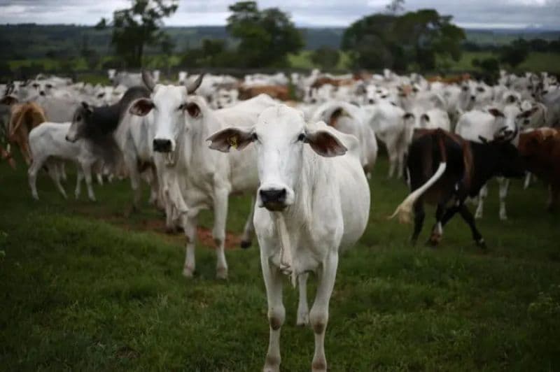 Caso suspeito da doença da "vaca louca" é investigado em Minas Gerais 2 Doença da Vaca Louca