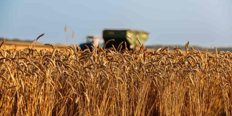 Agricultores poderão vender até 200 mil toneladas de trigo à Conab; veja como