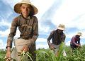 Cartilha ensina como agricultores familiares podem acessar crédito rural pelo Pronaf