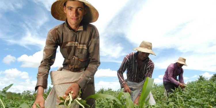 Cartilha ensina como agricultores familiares podem acessar crédito rural pelo Pronaf