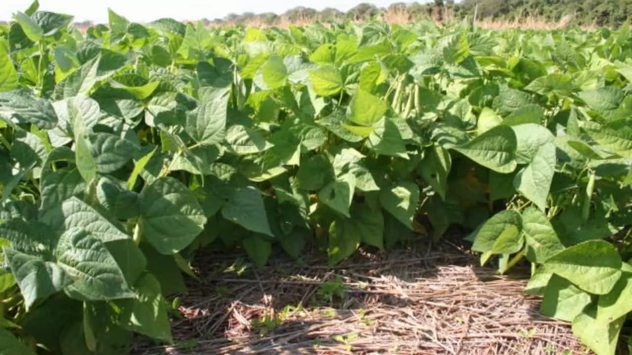 Inseticida é usado na aplicação foliar para controlar lagartas e pragas. 