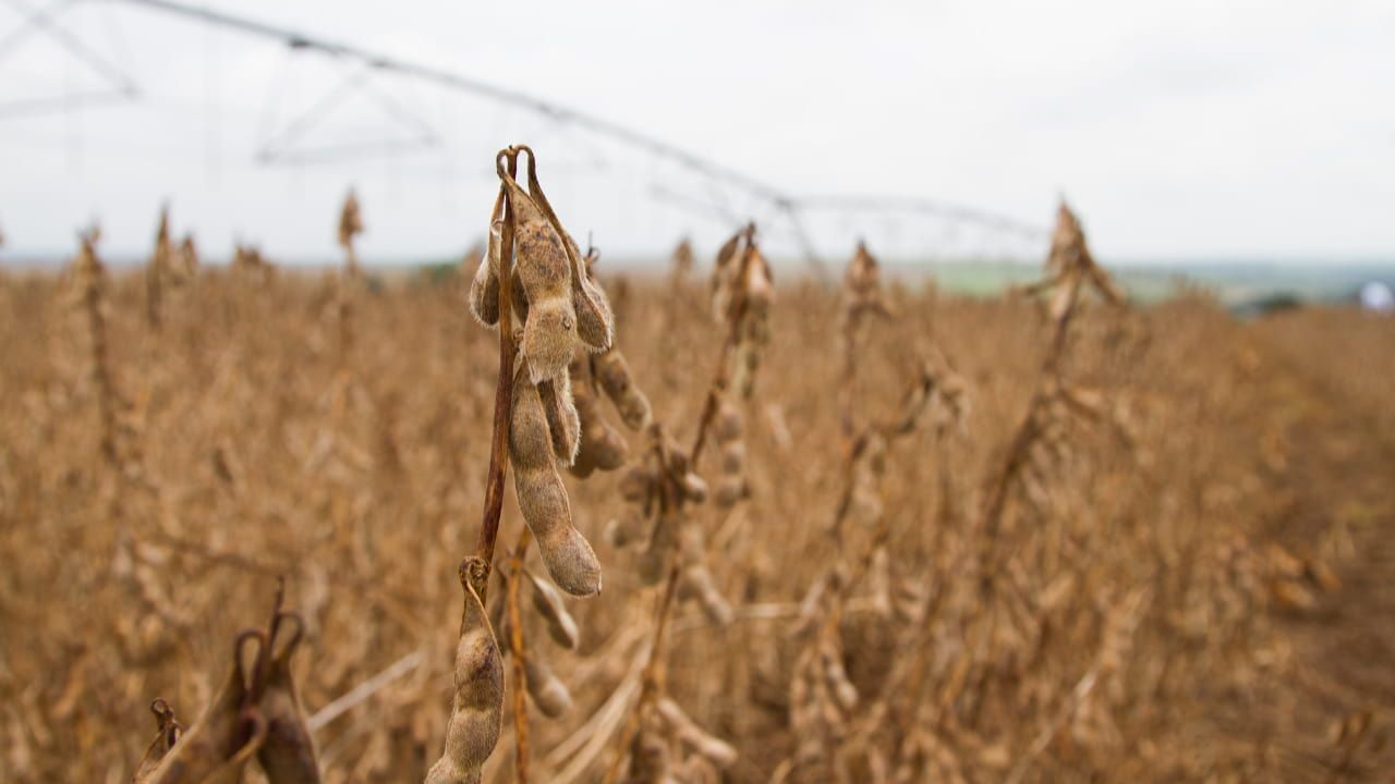 Na safra 2024/2025 a área plantada foi estimada em 47 milhões de hectares.