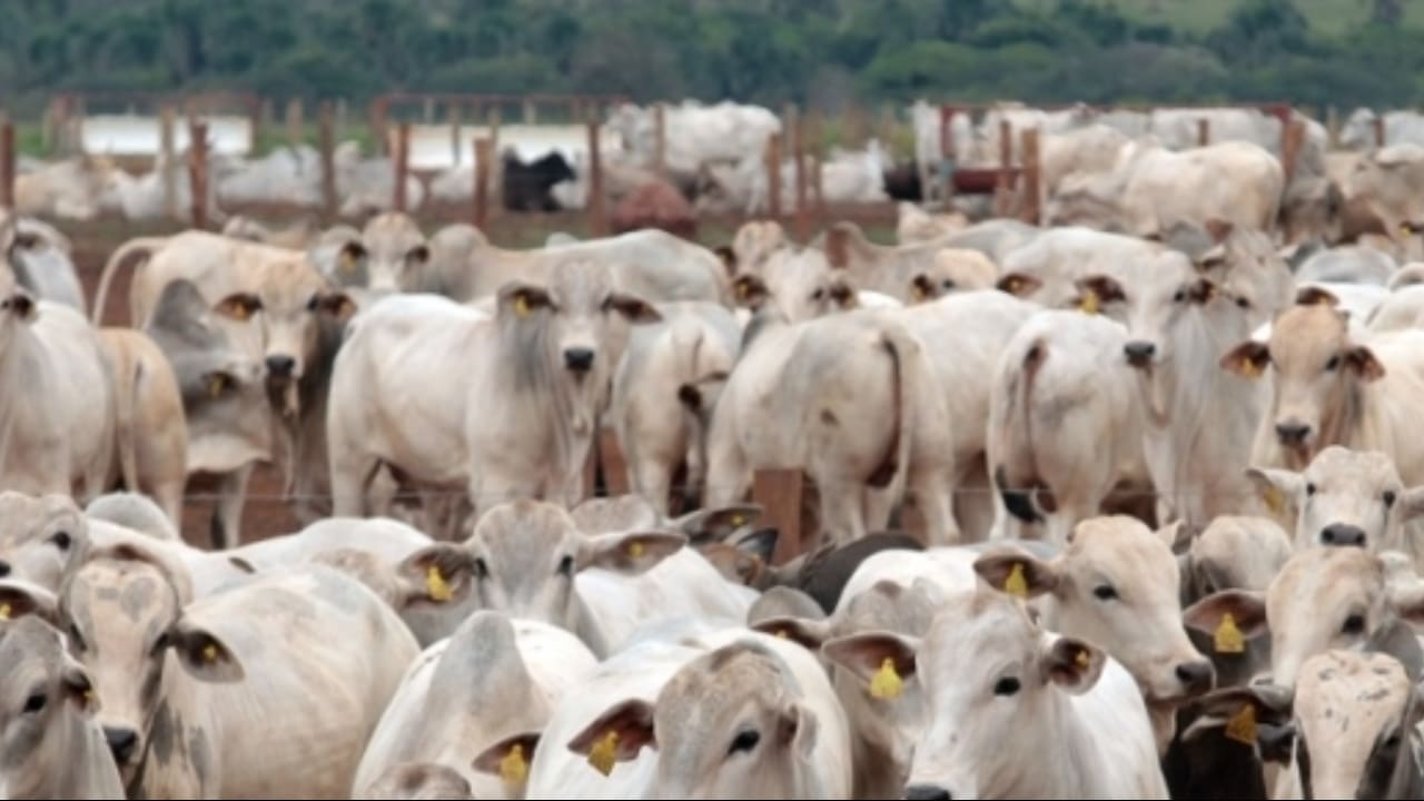 Participação de bovinos confinados no abate nacional representou 21,3% em 2023.