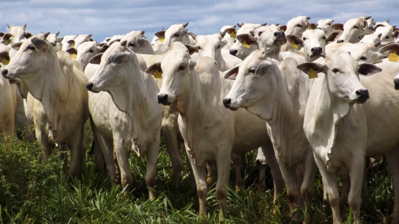 Pecuarista que não declarar o rebanho pode ser multado, segundo o órgão de defesa do estado. 