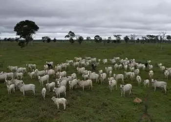 Declaração de rebanho dos estados do Centro-Oeste começa em 1º de novembro