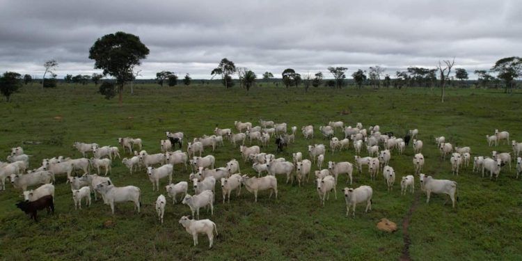 Declaração de rebanho dos estados do Centro-Oeste começa em 1º de novembro