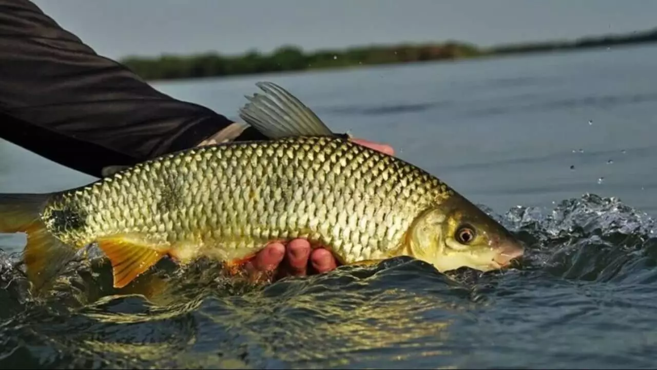 Período de defeso é para garantir a preservação de espécies de peixes. 