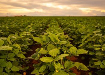 La Niña pode se instalar de novembro para dezembro; veja clima e impactos no agro